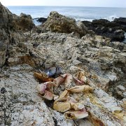 CoastCamp 108 : CoastCamp